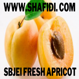 SBJEI-FRESH APRICOT